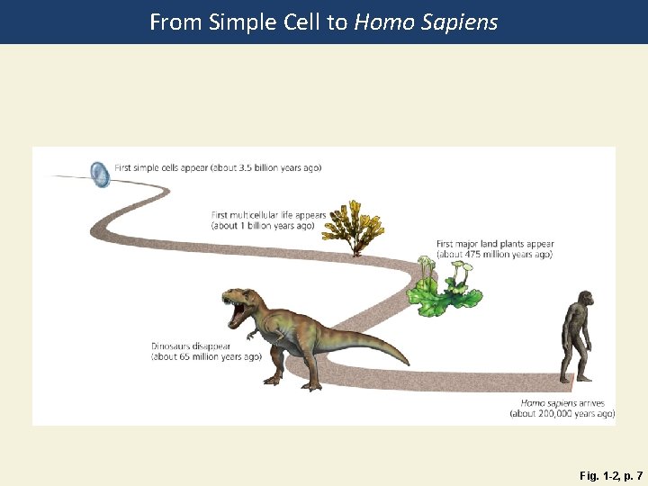 From Simple Cell to Homo Sapiens Fig. 1 -2, p. 7 