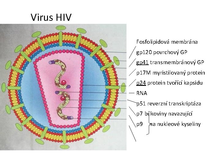  Virus HIV Fosfolipidová membrána gp 120 povrchový GP gp 41 transmembránový GP p