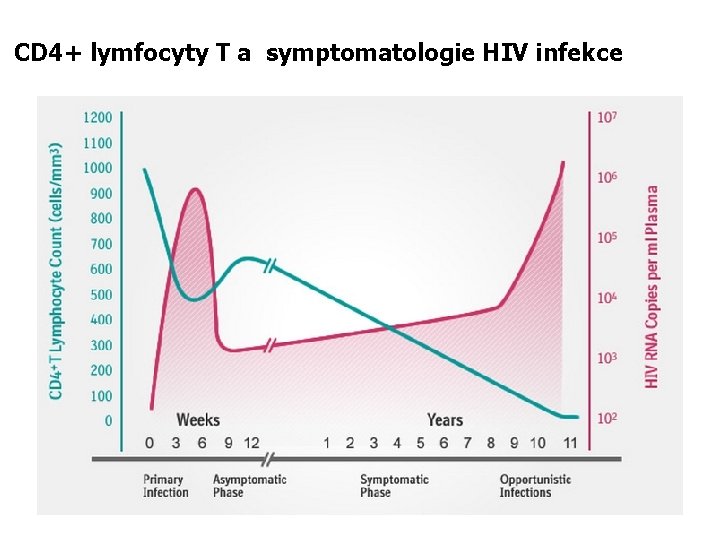 CD 4+ lymfocyty T a symptomatologie HIV infekce 