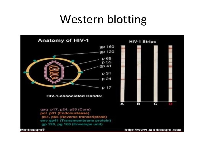 Western blotting Western blotting