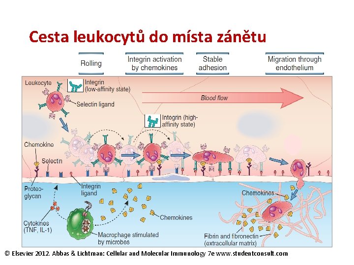 Cesta leukocytů do místa zánětu © Elsevier 2012. Abbas & Lichtman: Cellular and Molecular