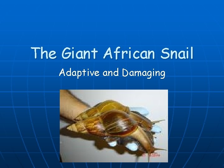 The Giant African Snail Adaptive and Damaging 