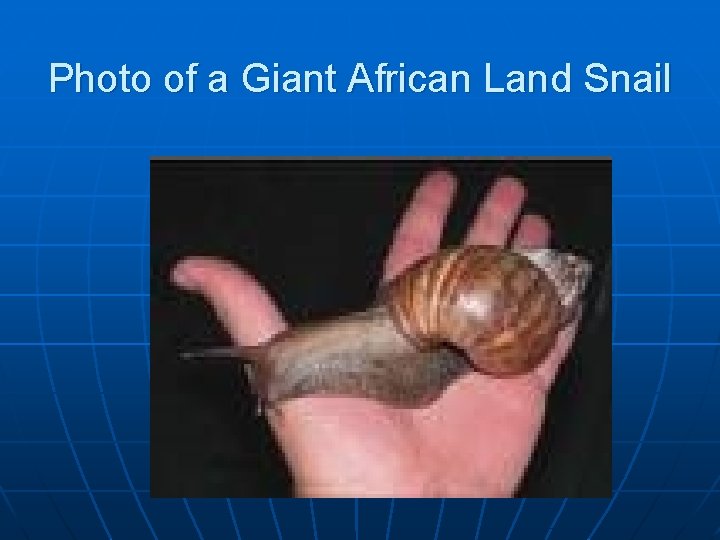 Photo of a Giant African Land Snail 