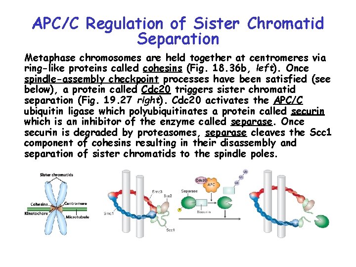 APC/C Regulation of Sister Chromatid Separation Metaphase chromosomes are held together at centromeres via