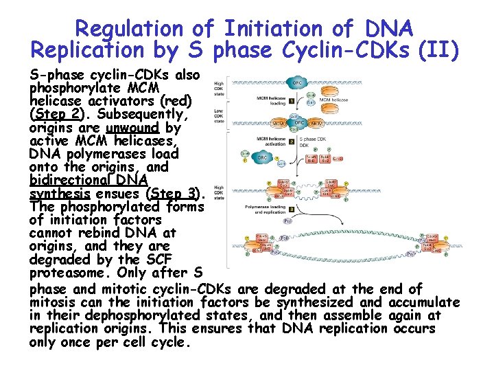 Regulation of Initiation of DNA Replication by S phase Cyclin-CDKs (II) S-phase cyclin-CDKs also