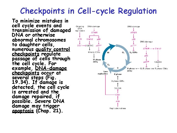 Checkpoints in Cell-cycle Regulation To minimize mistakes in cell cycle events and transmission of