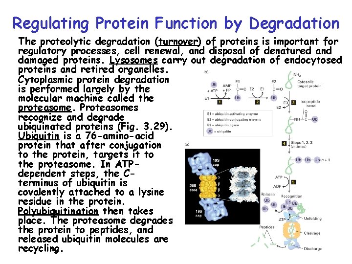 Regulating Protein Function by Degradation The proteolytic degradation (turnover) of proteins is important for