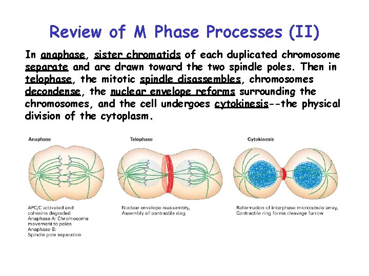 Review of M Phase Processes (II) In anaphase, sister chromatids of each duplicated chromosome