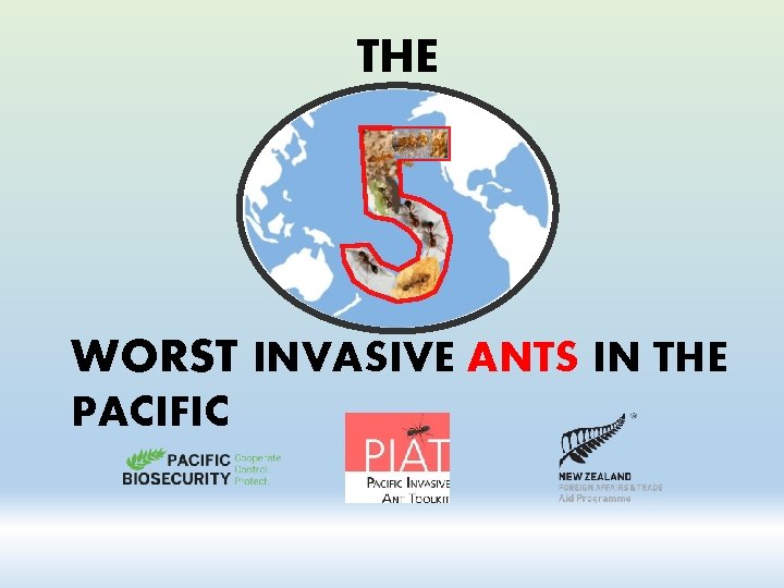 THE WORST INVASIVE ANTS IN THE PACIFIC 