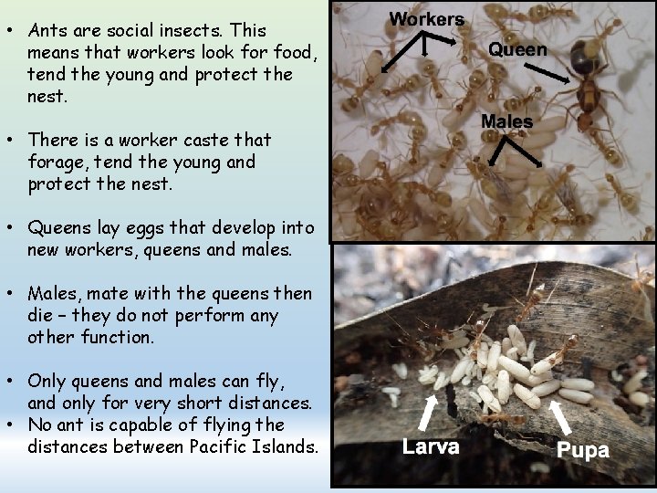  • Ants are social insects. This means that workers look for food, tend