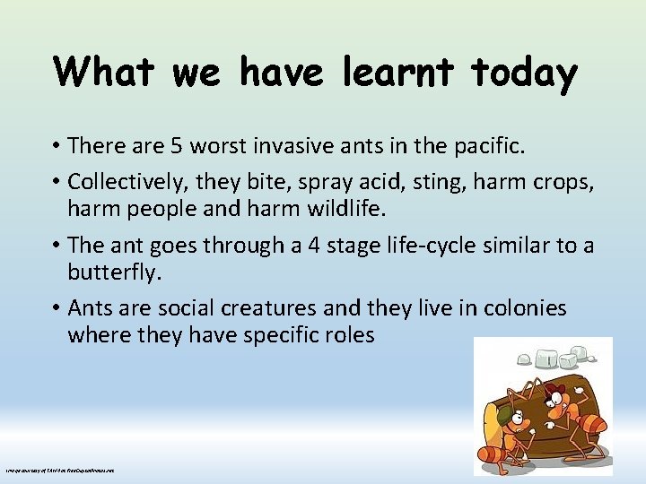 What we have learnt today • There are 5 worst invasive ants in the