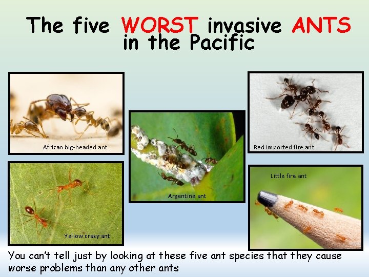 The five WORST invasive ANTS in the Pacific African big-headed ant Red imported fire