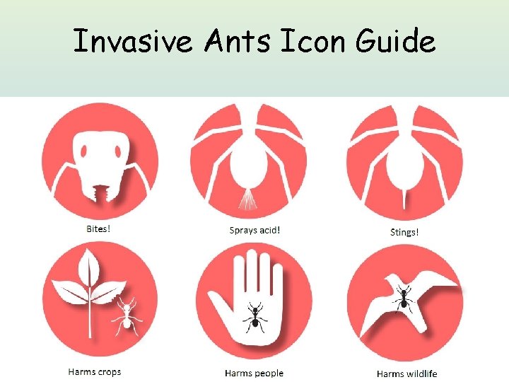 Invasive Ants Icon Guide 