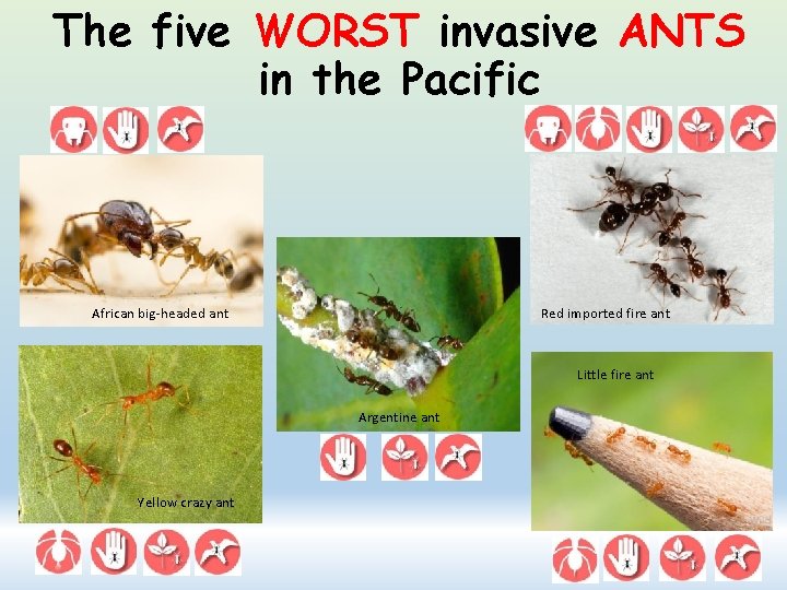 The five WORST invasive ANTS in the Pacific African big-headed ant Red imported fire