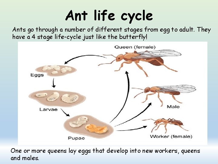 Ant life cycle Ants go through a number of different stages from egg to
