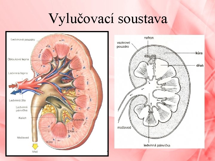 Vylučovací soustava 