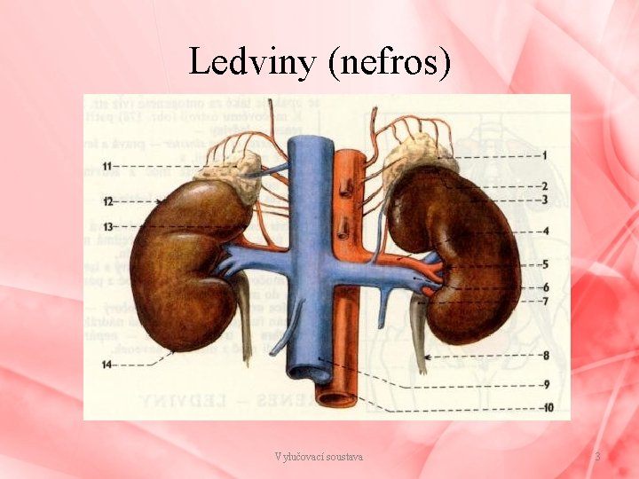 Ledviny (nefros) Vylučovací soustava 3 