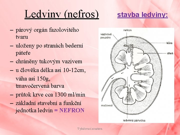 Ledviny (nefros) stavba ledviny: – párový orgán fazolovitého tvaru – uloženy po stranách bederní