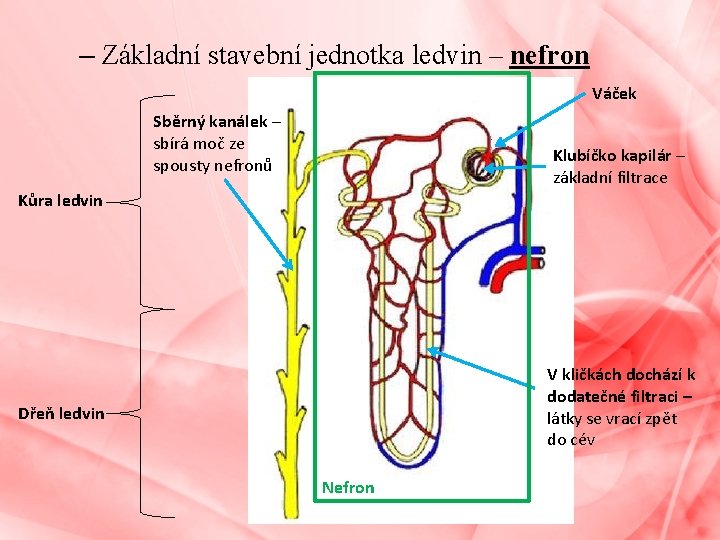 – Základní stavební jednotka ledvin – nefron Váček Sběrný kanálek – sbírá moč ze