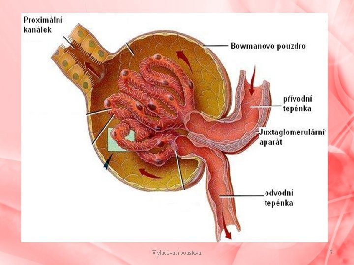 Vylučovací soustava 7 