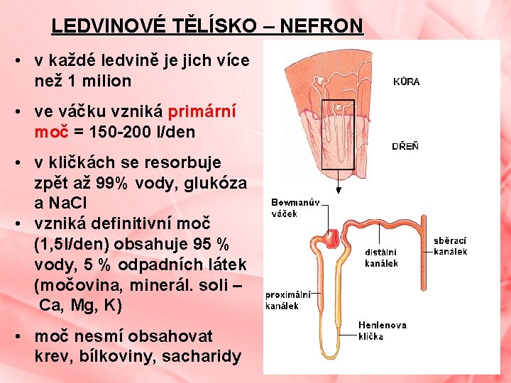 LEDVINOVÉ TĚLÍSKO – NEFRON • v každé ledvině je jich více než 1 milion