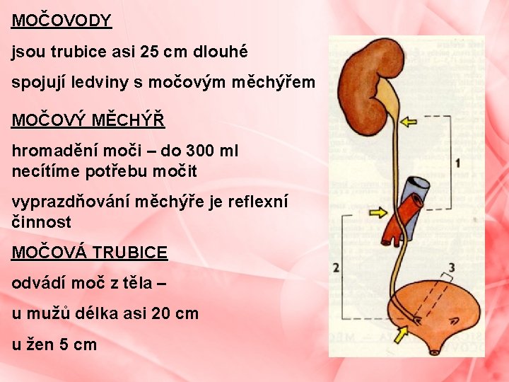 MOČOVODY jsou trubice asi 25 cm dlouhé spojují ledviny s močovým měchýřem MOČOVÝ MĚCHÝŘ