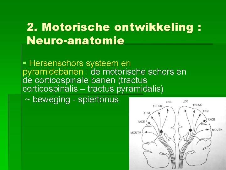2. Motorische ontwikkeling : Neuro-anatomie § Hersenschors systeem en pyramidebanen : de motorische schors