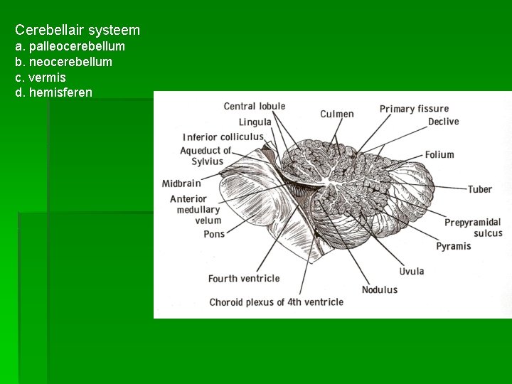 Cerebellair systeem a. palleocerebellum b. neocerebellum c. vermis d. hemisferen 