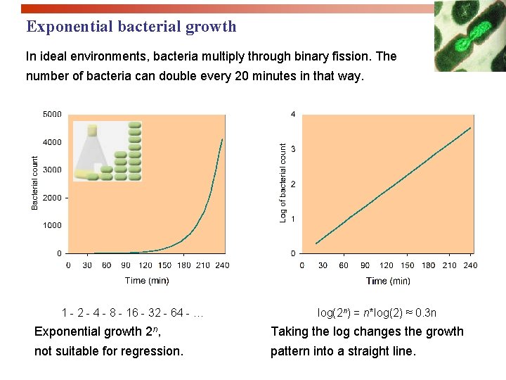 Exponential bacterial growth In ideal environments, bacteria multiply through binary fission. The number of