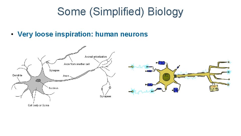 Some (Simplified) Biology • Very loose inspiration: human neurons 