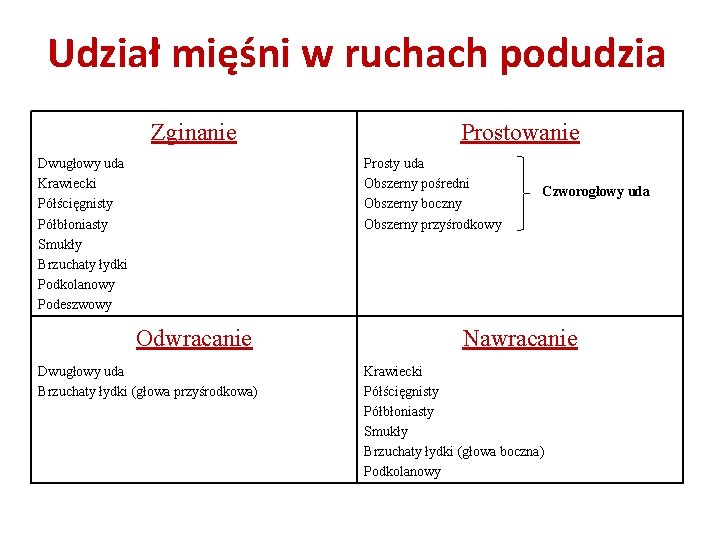 Udział mięśni w ruchach podudzia Zginanie Dwugłowy uda Krawiecki Półścięgnisty Półbłoniasty Smukły Brzuchaty łydki