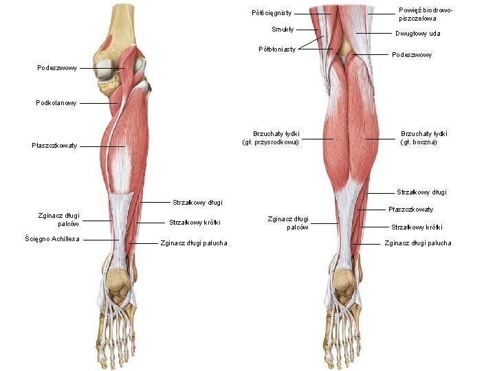 Półścięgnisty Smukły Półbłoniasty Powięź biodrowopiszczelowa Dwugłowy uda Podeszwowy Podkolanowy Brzuchaty łydki (gł. przysrodkowa) Płaszczkowaty