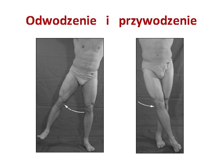 Odwodzenie i przywodzenie 