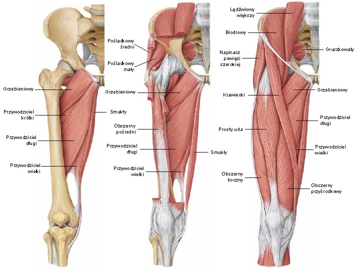 Lędźwiowy większy Biodrowy Pośladkowy średni Pośladkowy mały Grzebieniowy Przywodziciel krótki Przywodziciel długi Przywodziciel wielki