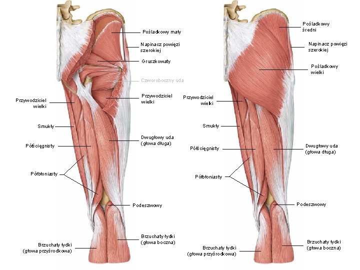 Pośladkowy średni Pośladkowy mały Napinacz powięzi szerokiej Gruszkowaty Pośladkowy wielki Czworoboczny uda Przywodziciel wielki