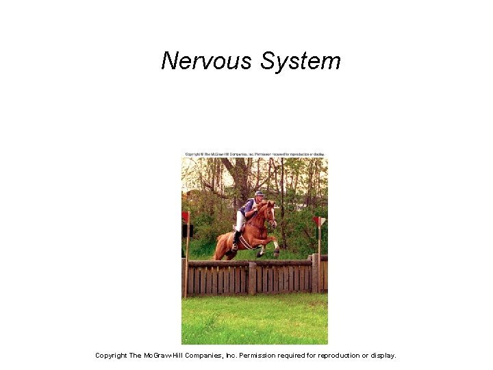 Nervous System Copyright The Mc. Graw-Hill Companies, Inc. Permission required for reproduction or display. Nervous System Copyright The Mc. Graw-Hill Companies, Inc. Permission required for reproduction or display.