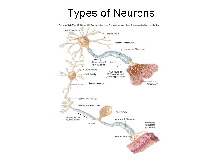 Types of Neurons Types of Neurons