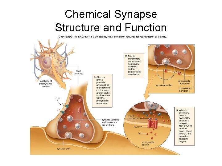 Chemical Synapse Structure and Function Chemical Synapse Structure and Function