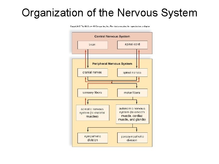 Organization of the Nervous System Organization of the Nervous System