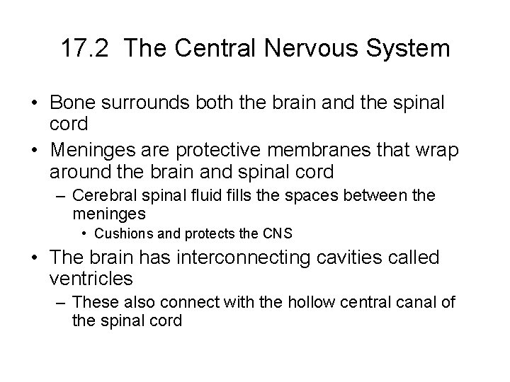 17. 2 The Central Nervous System • Bone surrounds both the brain and the 17. 2 The Central Nervous System • Bone surrounds both the brain and the