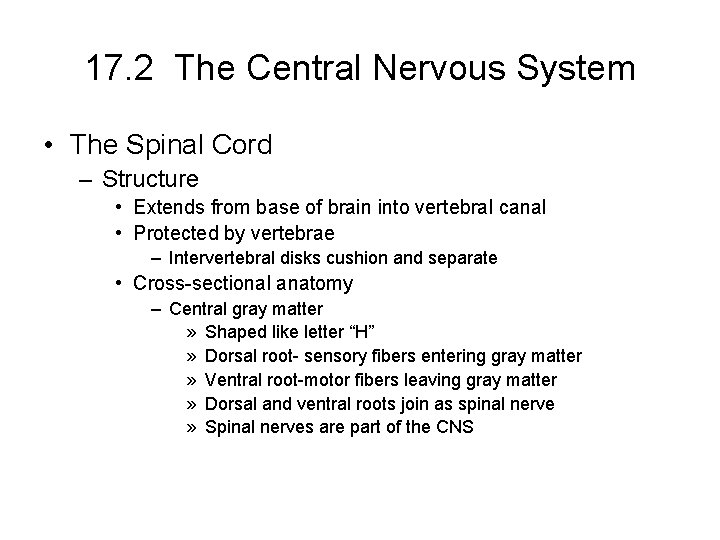 17. 2 The Central Nervous System • The Spinal Cord – Structure • Extends 17. 2 The Central Nervous System • The Spinal Cord – Structure • Extends