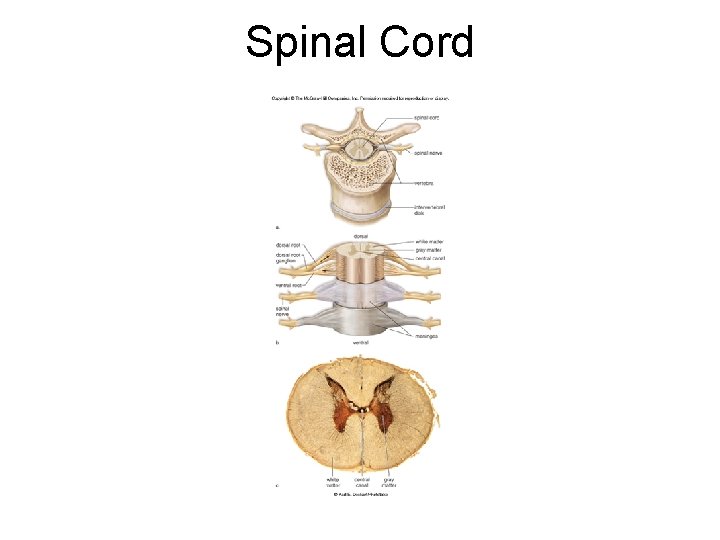 Spinal Cord Spinal Cord