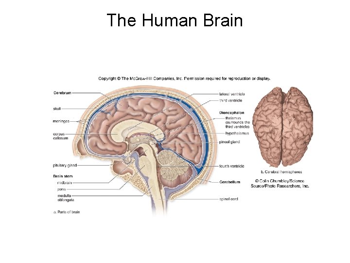 The Human Brain The Human Brain