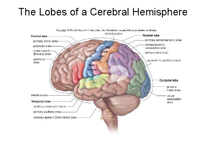 The Lobes of a Cerebral Hemisphere The Lobes of a Cerebral Hemisphere