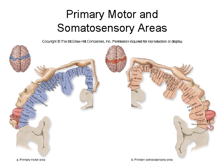Primary Motor and Somatosensory Areas Primary Motor and Somatosensory Areas