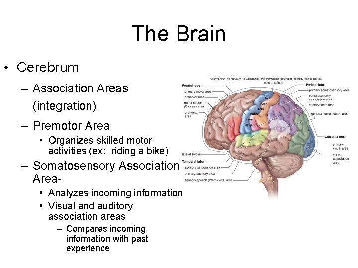 The Brain • Cerebrum – Association Areas (integration) – Premotor Area • Organizes skilled The Brain • Cerebrum – Association Areas (integration) – Premotor Area • Organizes skilled