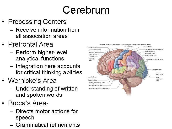 Cerebrum • Processing Centers – Receive information from all association areas • Prefrontal Area Cerebrum • Processing Centers – Receive information from all association areas • Prefrontal Area