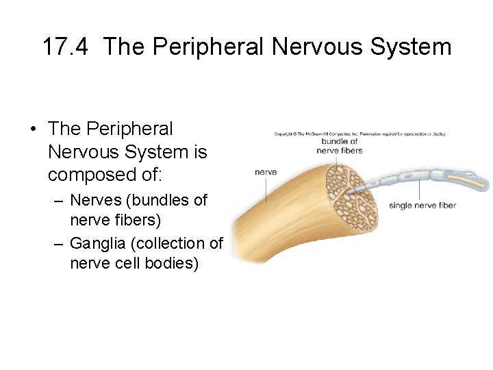 17. 4 The Peripheral Nervous System • The Peripheral Nervous System is composed of: 17. 4 The Peripheral Nervous System • The Peripheral Nervous System is composed of: