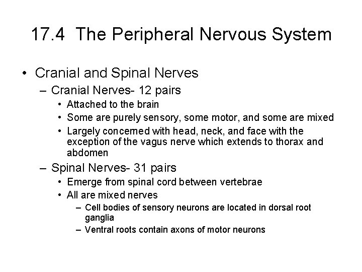 17. 4 The Peripheral Nervous System • Cranial and Spinal Nerves – Cranial Nerves- 17. 4 The Peripheral Nervous System • Cranial and Spinal Nerves – Cranial Nerves-