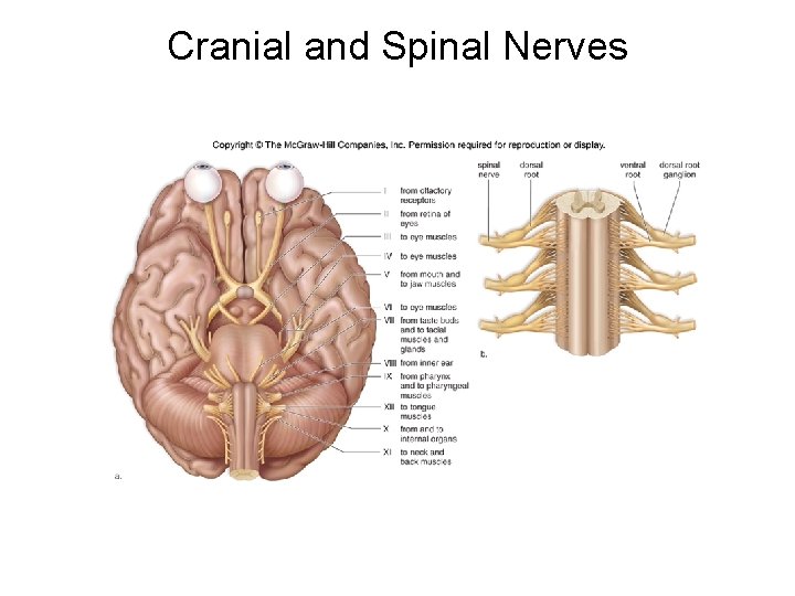 Cranial and Spinal Nerves Cranial and Spinal Nerves